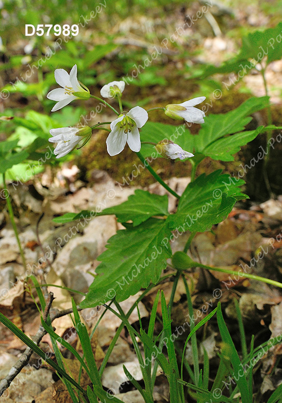 Twoleaf Toothwort (Cardamine diphylla)